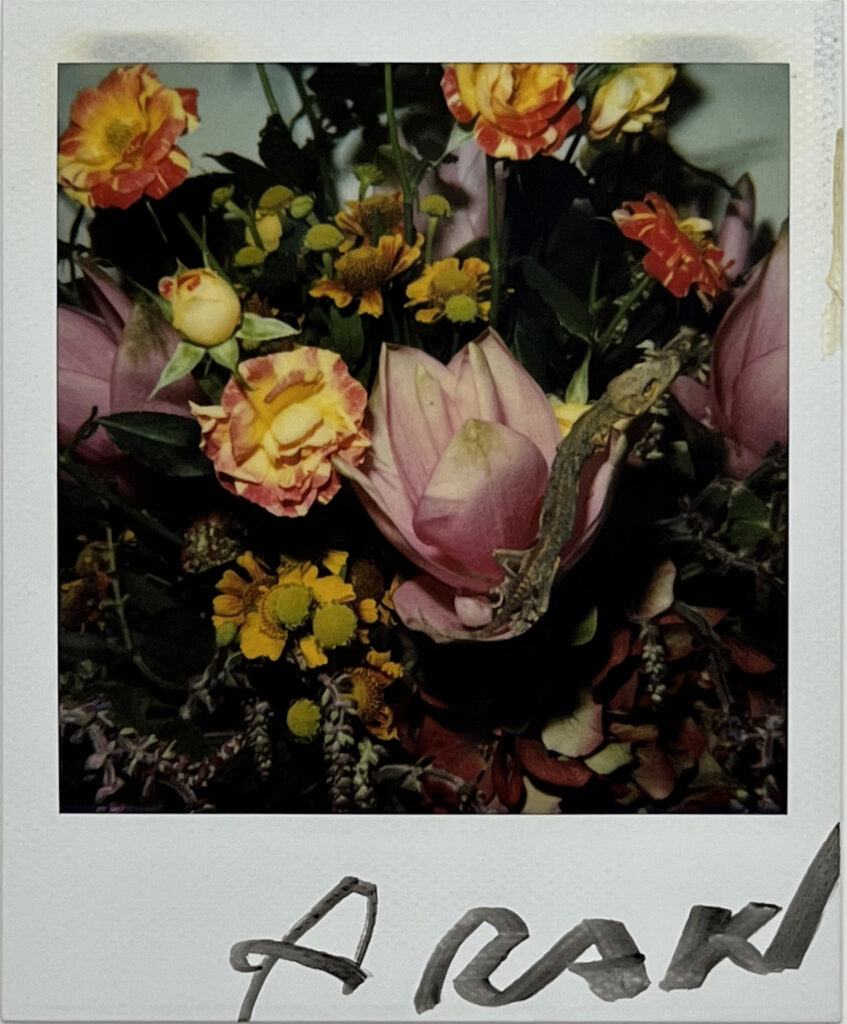 Nobuyoshi Araki , flower polaroid