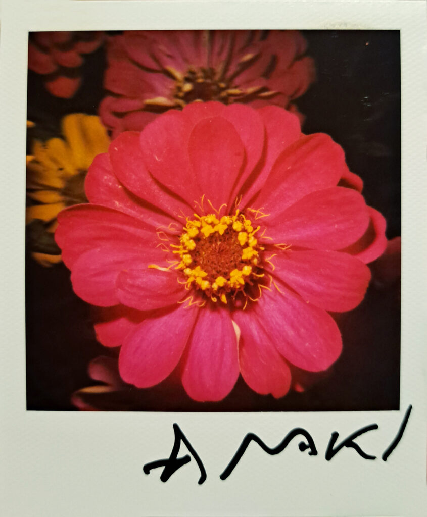 Nobuyoshi Araki, flower polaroid 10.8x8.8 cm, Galleria13