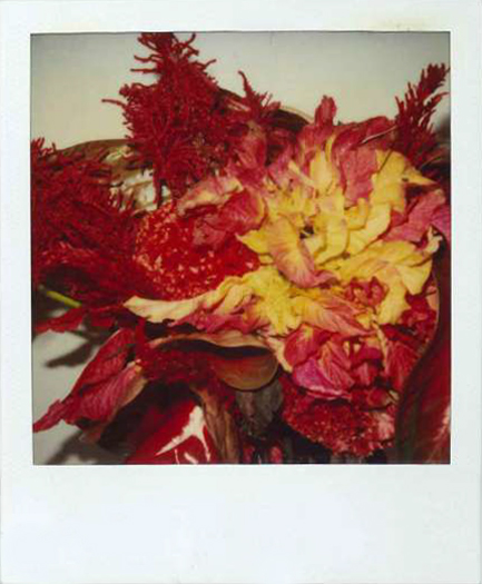 Galleria13, Nouyoshi Araki, flower polaroid, 10.8x8.8 cm hand-signed by Araki