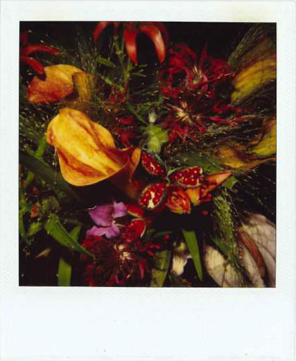 Galleria13, Nouyoshi Araki, flower polaroid, 10.8x8.8 cm hand-signed by Araki