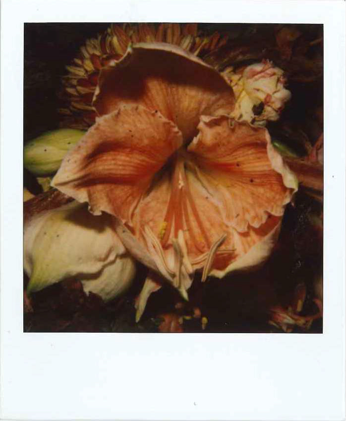 Nobuyoshi araki, Flower polaroid