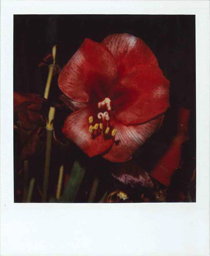 Nobuyoshi araki, Flower polaroid