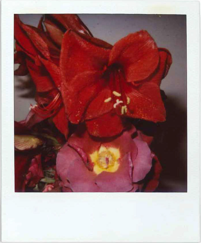 Nobuyoshi araki, Flower polaroid