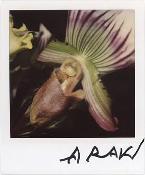 Nobuyoshi Araki, Flower polaroid