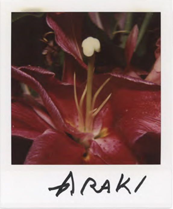 Nobuyoshi Araki, Flower polaroid
