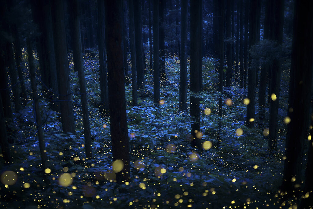 Kazuaki Koseki, deep_forest_faeries 2018, Galleria13