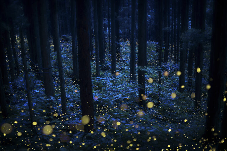 Kazuaki Koseki, deep_forest_faeries 2018, Galleria13