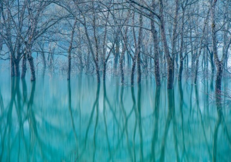 forest_of_misty_vision_001