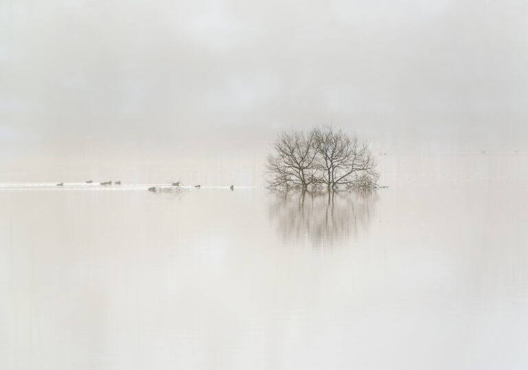 forest_of_misty_vision_002