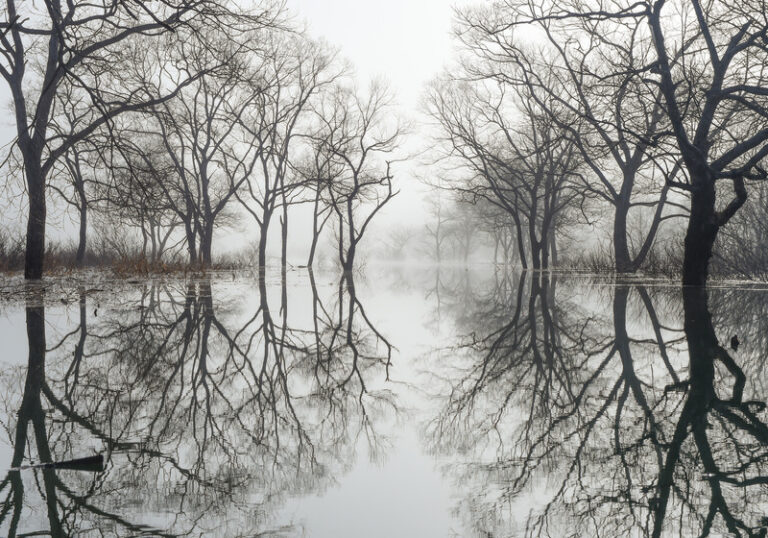 forest_of_misty_vision_005