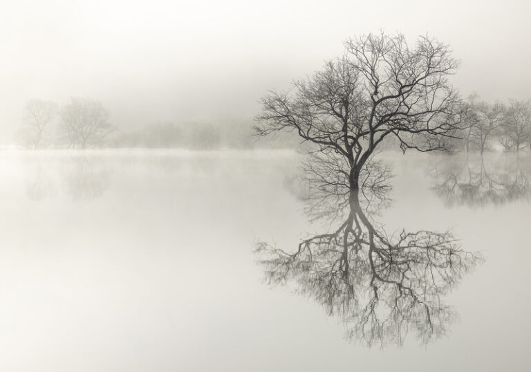 forest_of_misty_vision_006