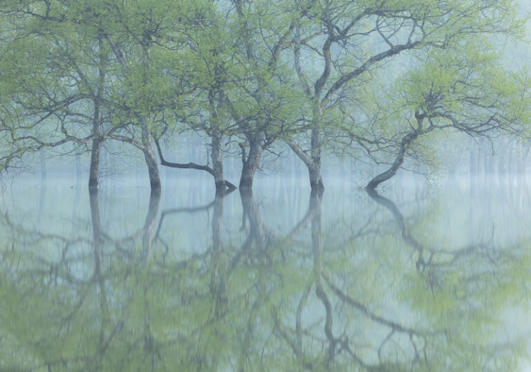 forest_of_misty_vision_009