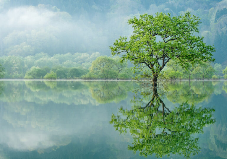 forest_of_misty_vision_010