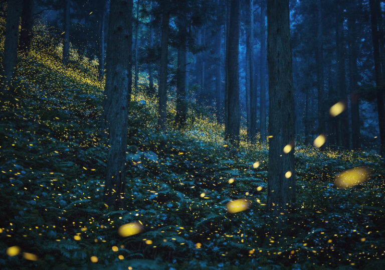 golden_forest,2020