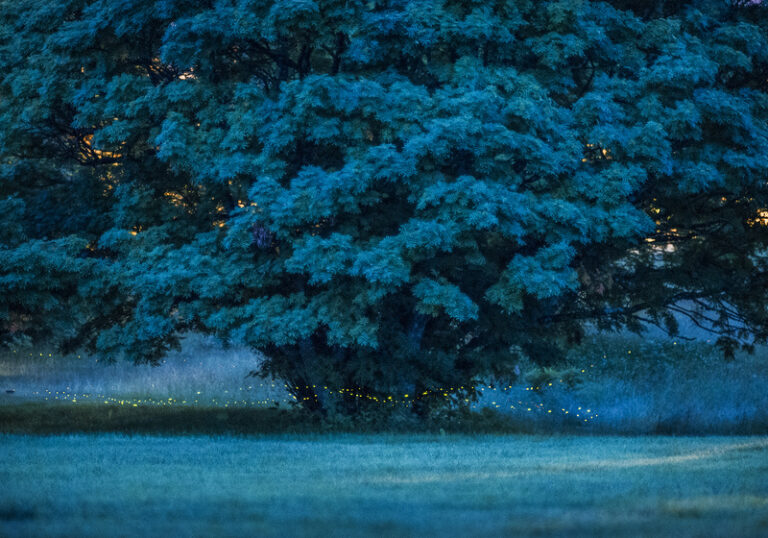 journey_to_rowan,2021