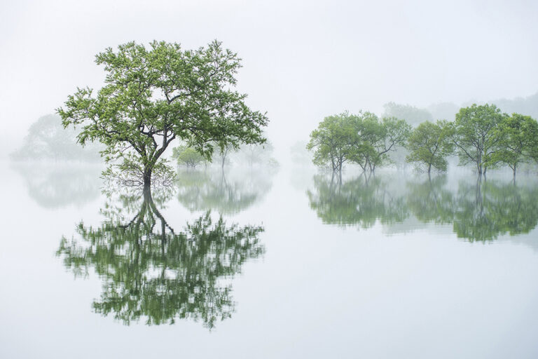 kazuakikoseki_fantasy_forest