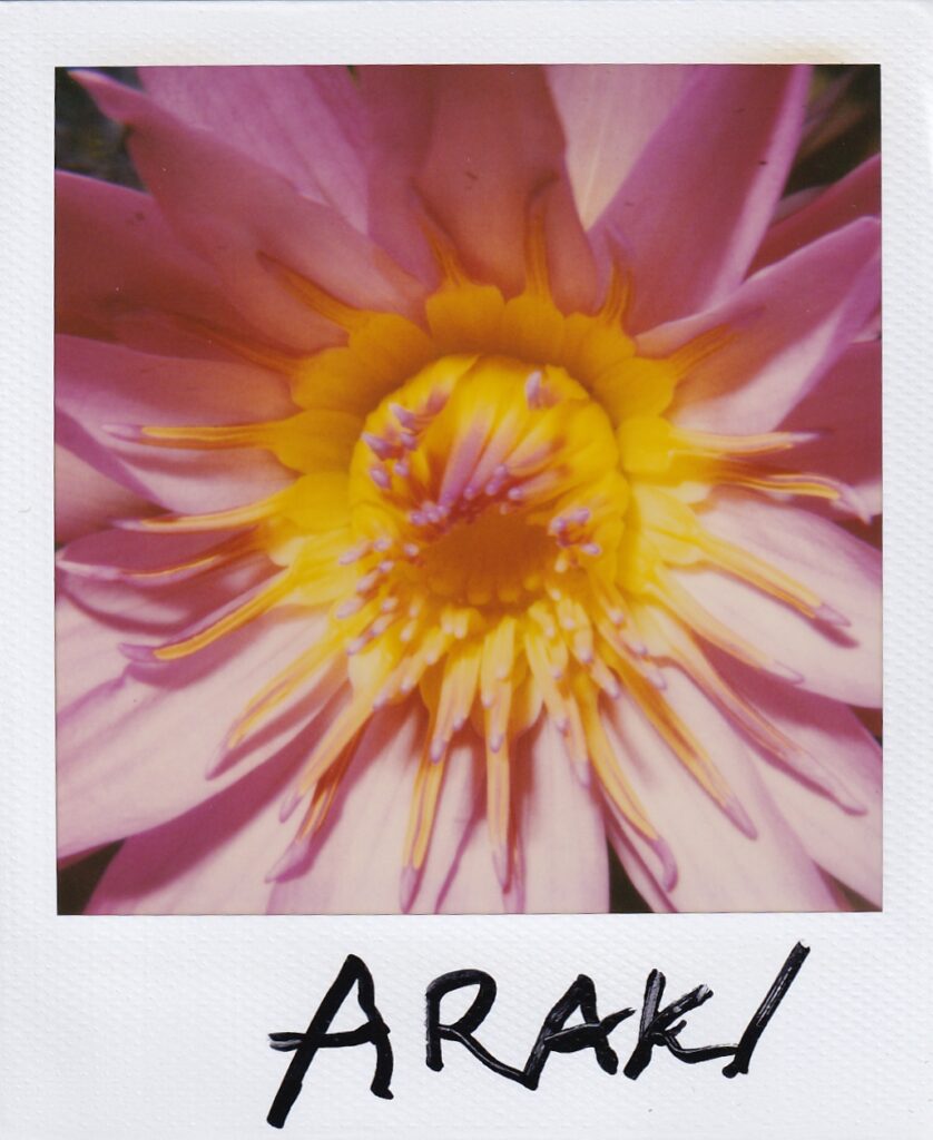 Nobuyoshi araki, flower polaroid, galleria13