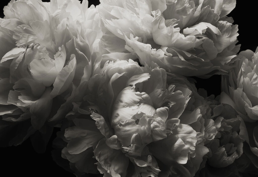 Kenro Izu, Still Life 799, 1999 Platinum-Palladium print