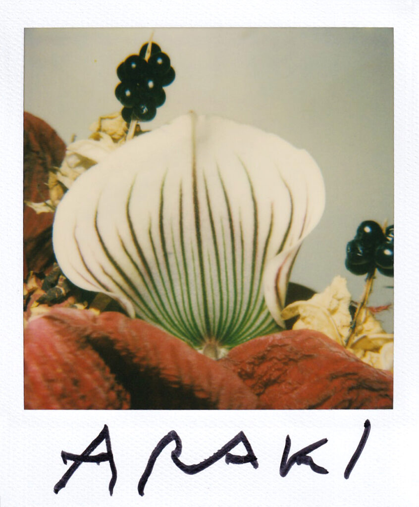 Nobuyoshi Araki, Flower polaroid 10.8x8.8 cm, signed