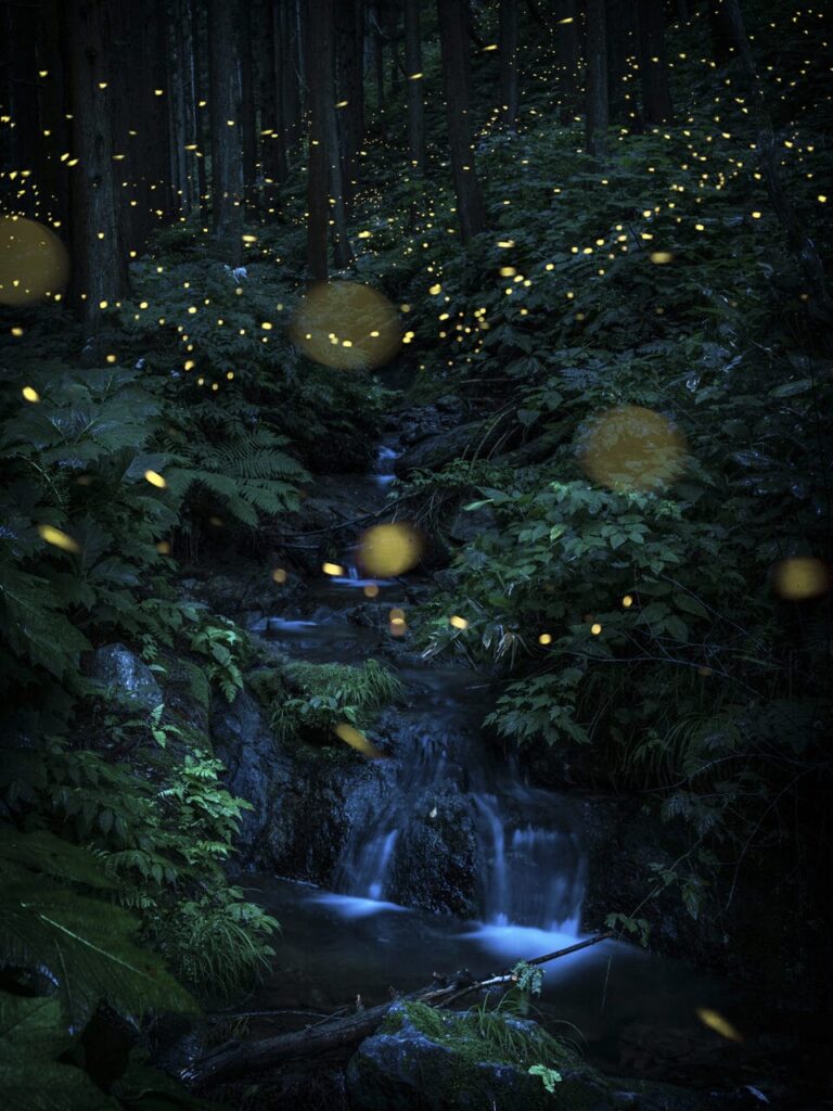 Kazuaki Koseki, Inside the waterflowing forest 2018