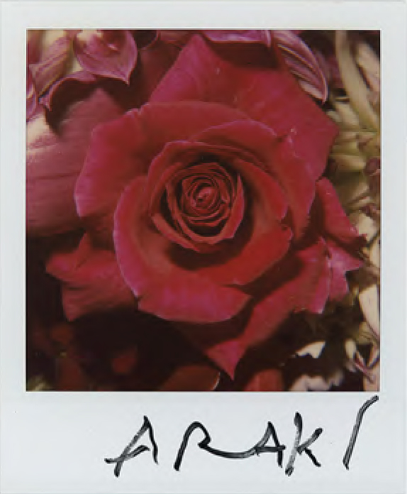 Nobuyoshi Araki, Flower polaroid 10.8x8.8 cm, signed