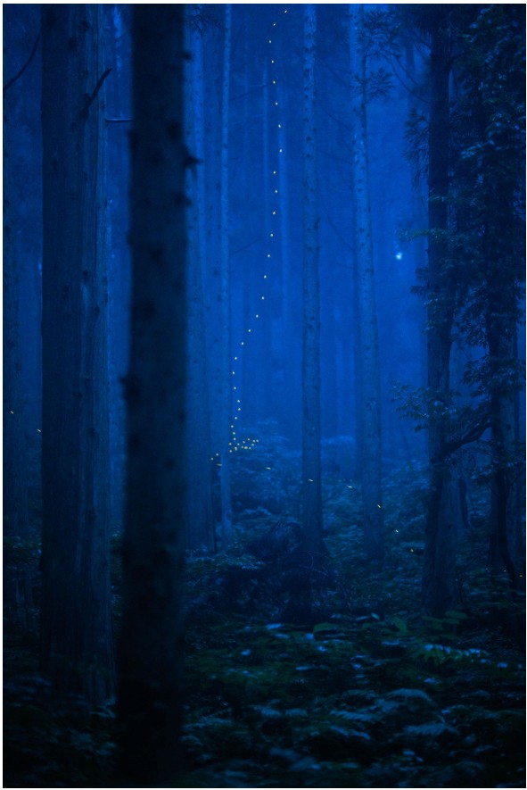 blue mist 2004