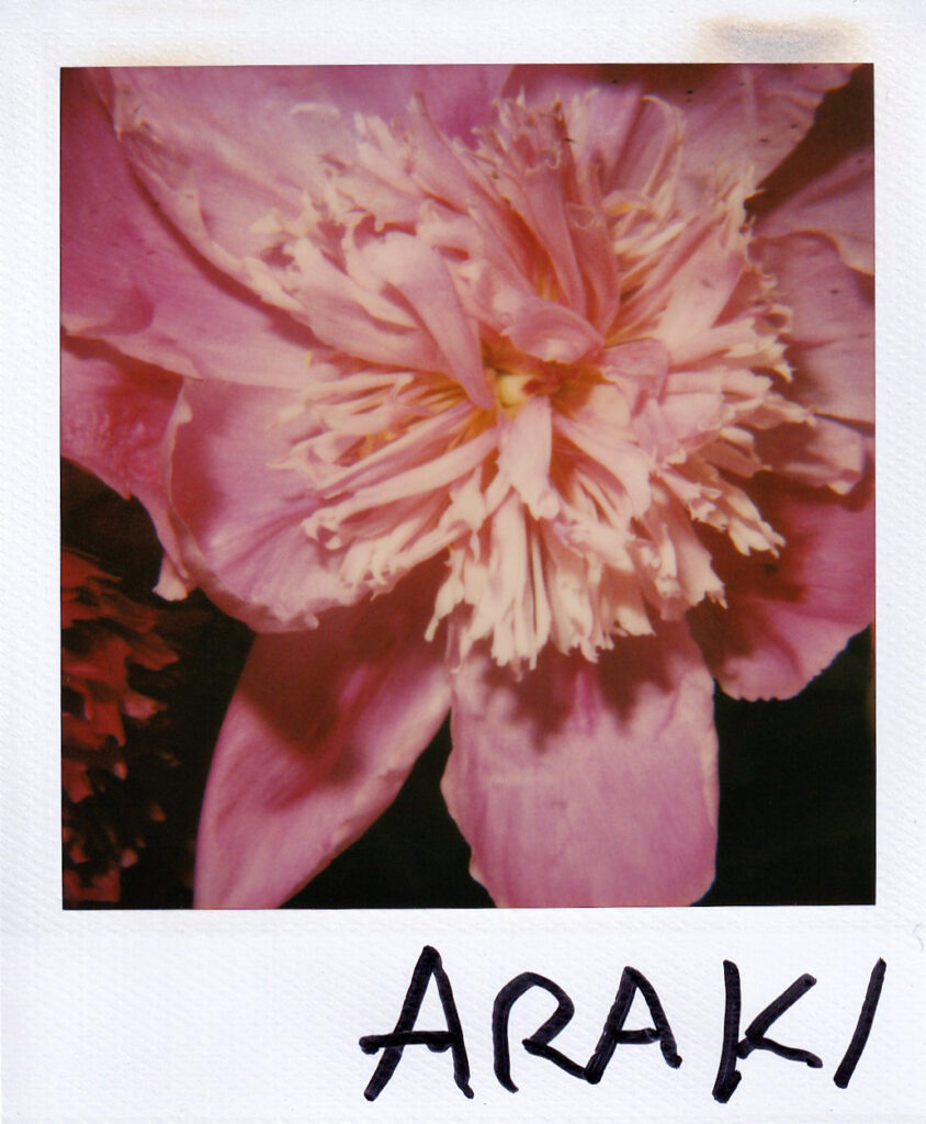 Nobuyoshi Araki, Flower polaroid 10.8x8.8 cm, signed